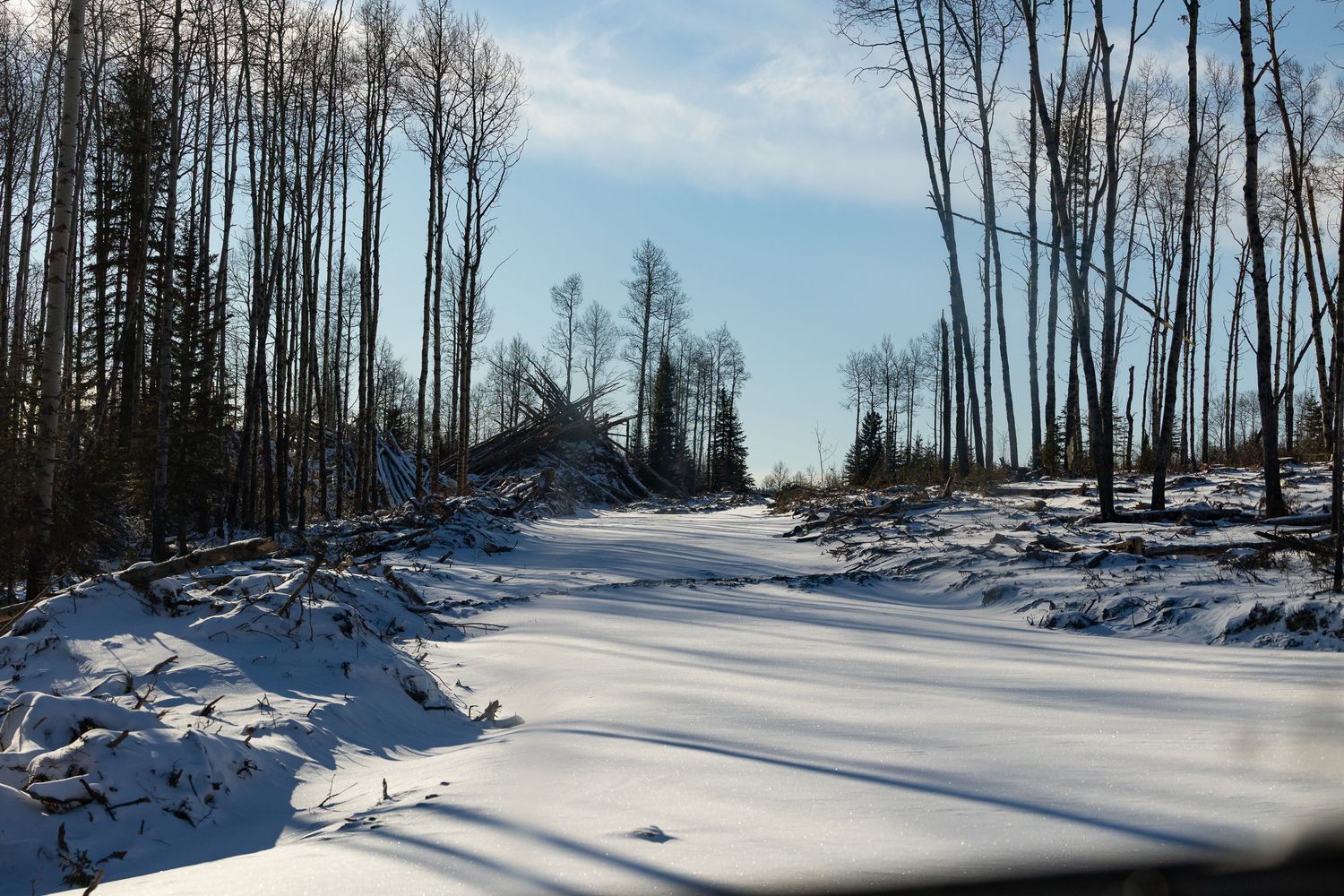 Snow-covered forest path with fallen trees casting long shadows on a sunny winter day.