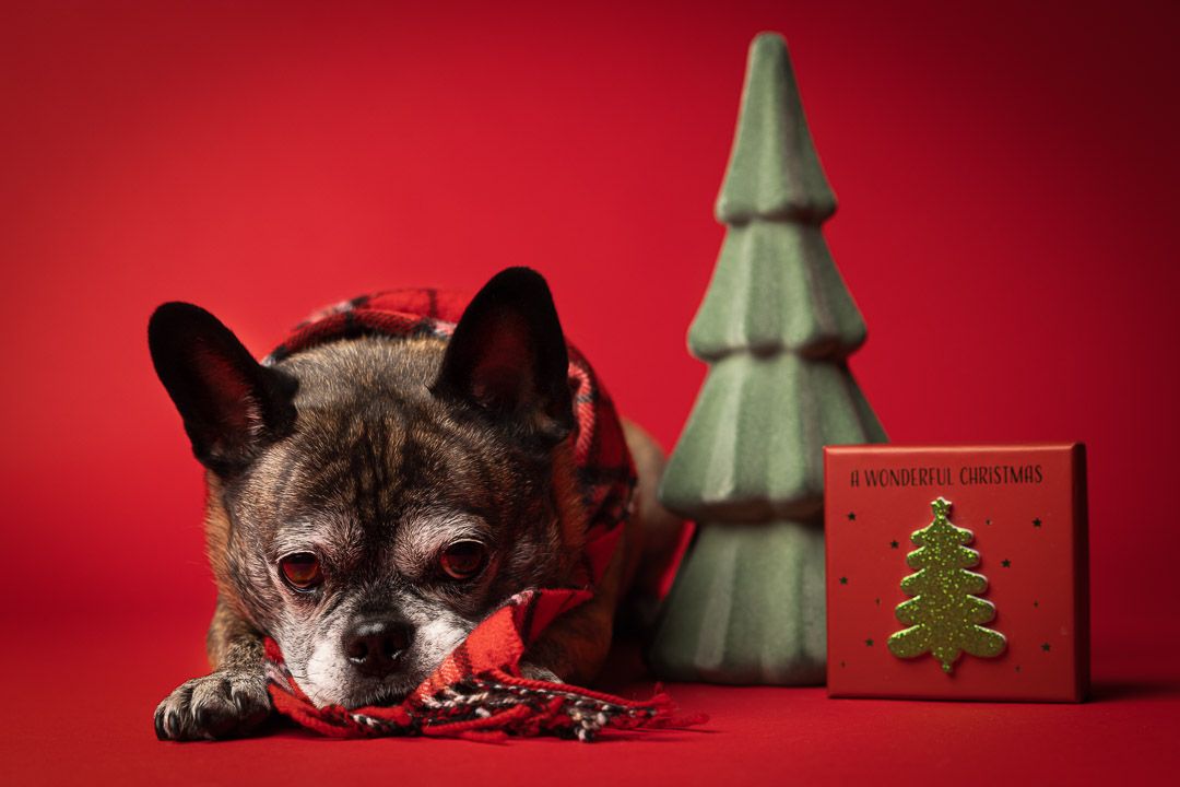 Fine art kerst portret, rode achtergrond