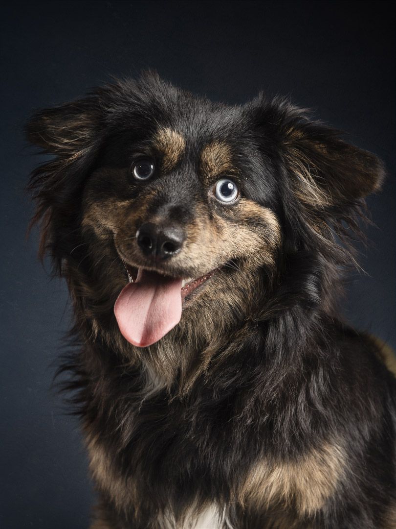 Detailopname van hond in fine-art stijl, studio hondenfotografie