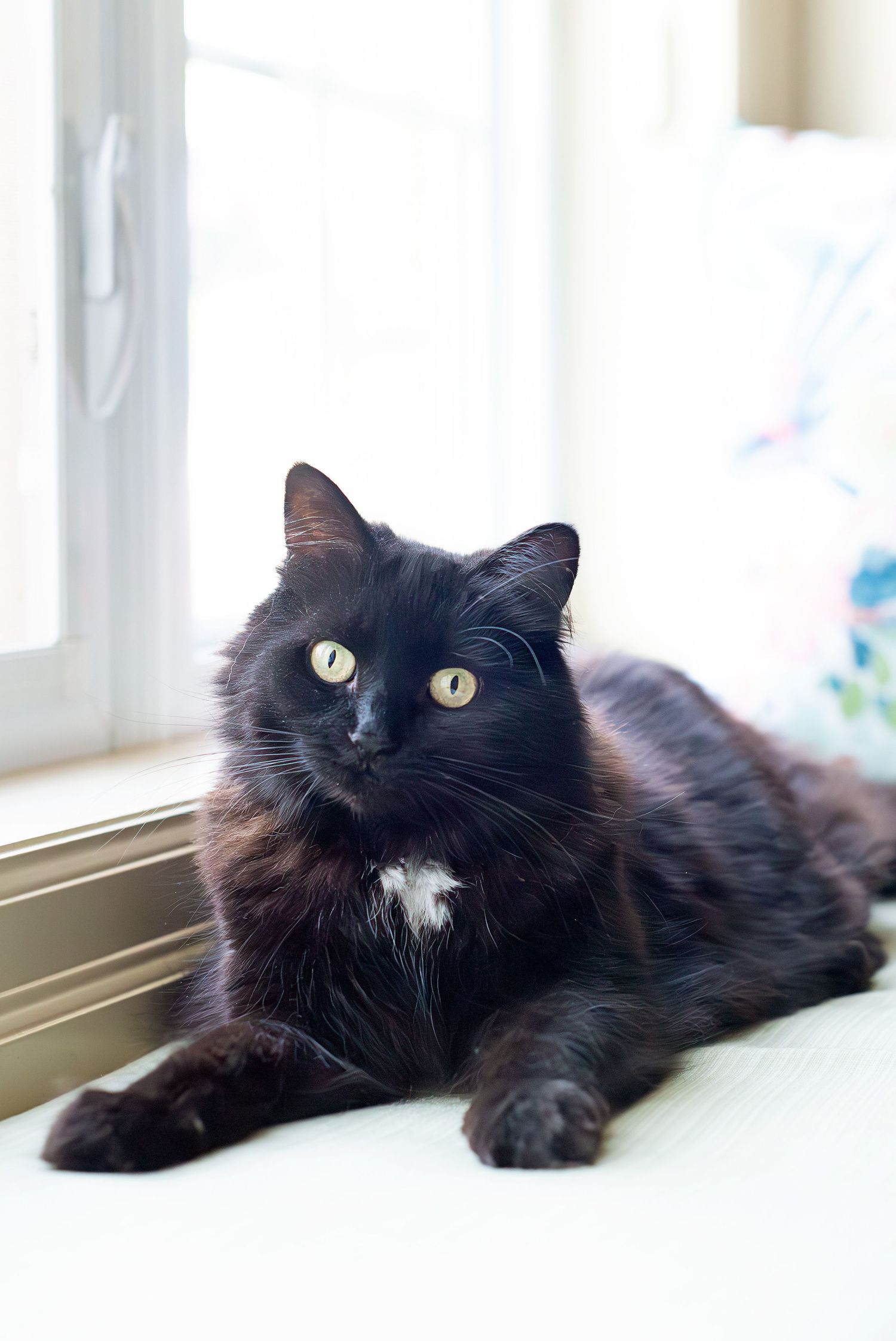 A black long-haired cat with white chest patch and bright yellow eyes lounges by a window in soft natural light.