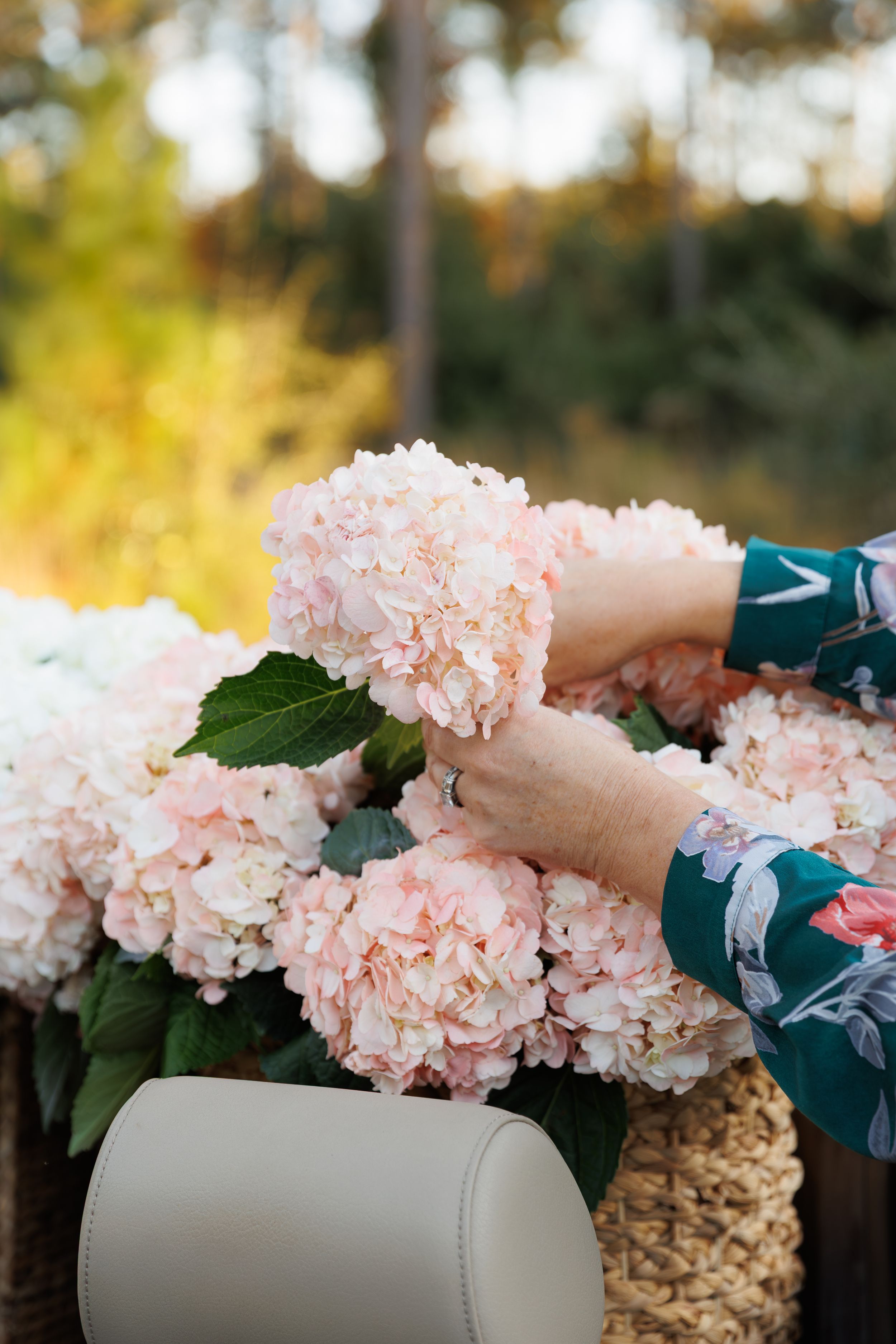 Light pink hydrangea flowers rest delicately on a cream-colored leather surface in a natural outdoor setting.
