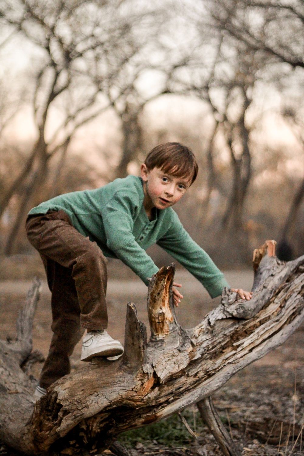 Portrait of young boy climbing a tree branch in Corrales, NM.