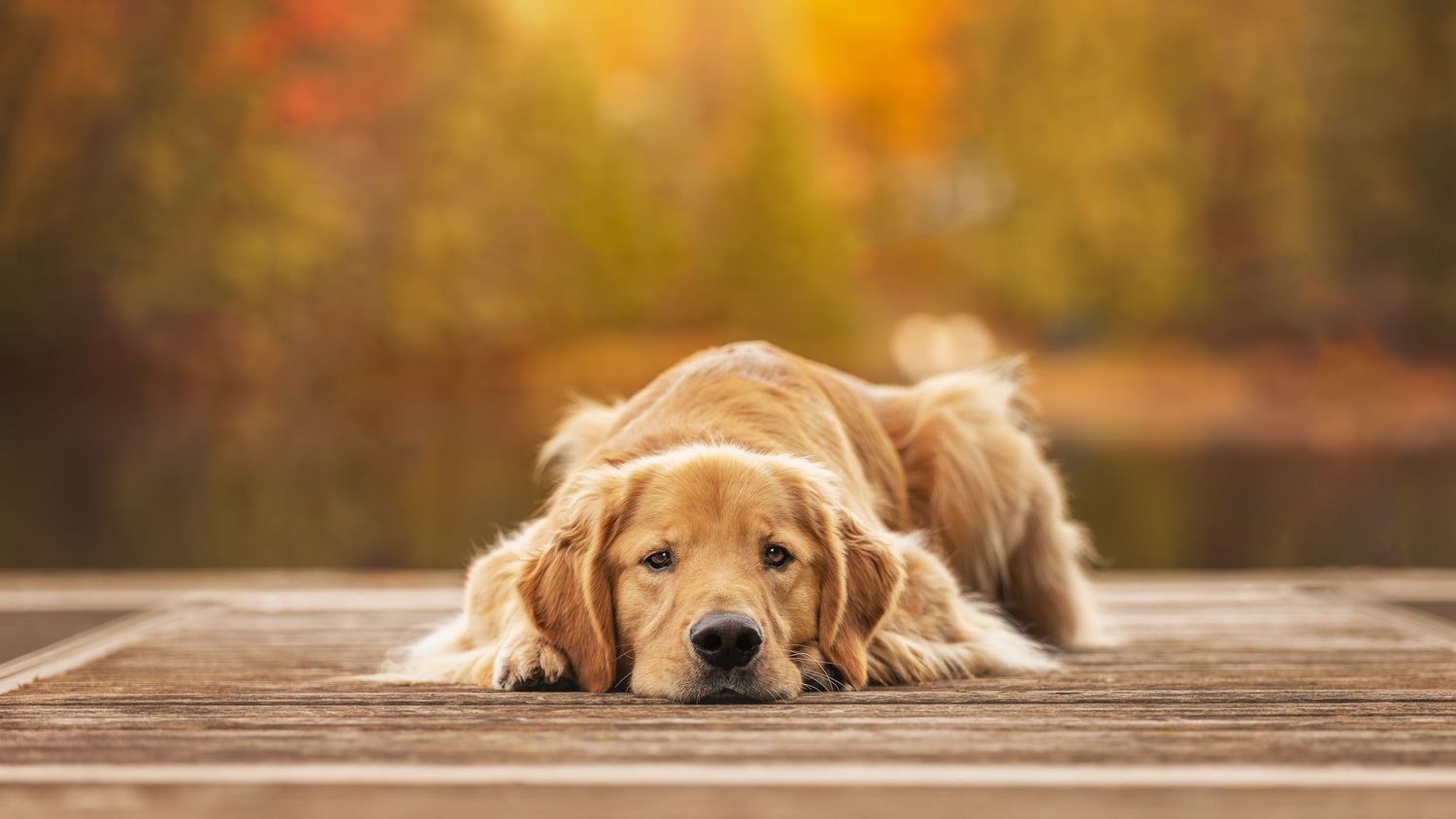 human-dog-photoshoot