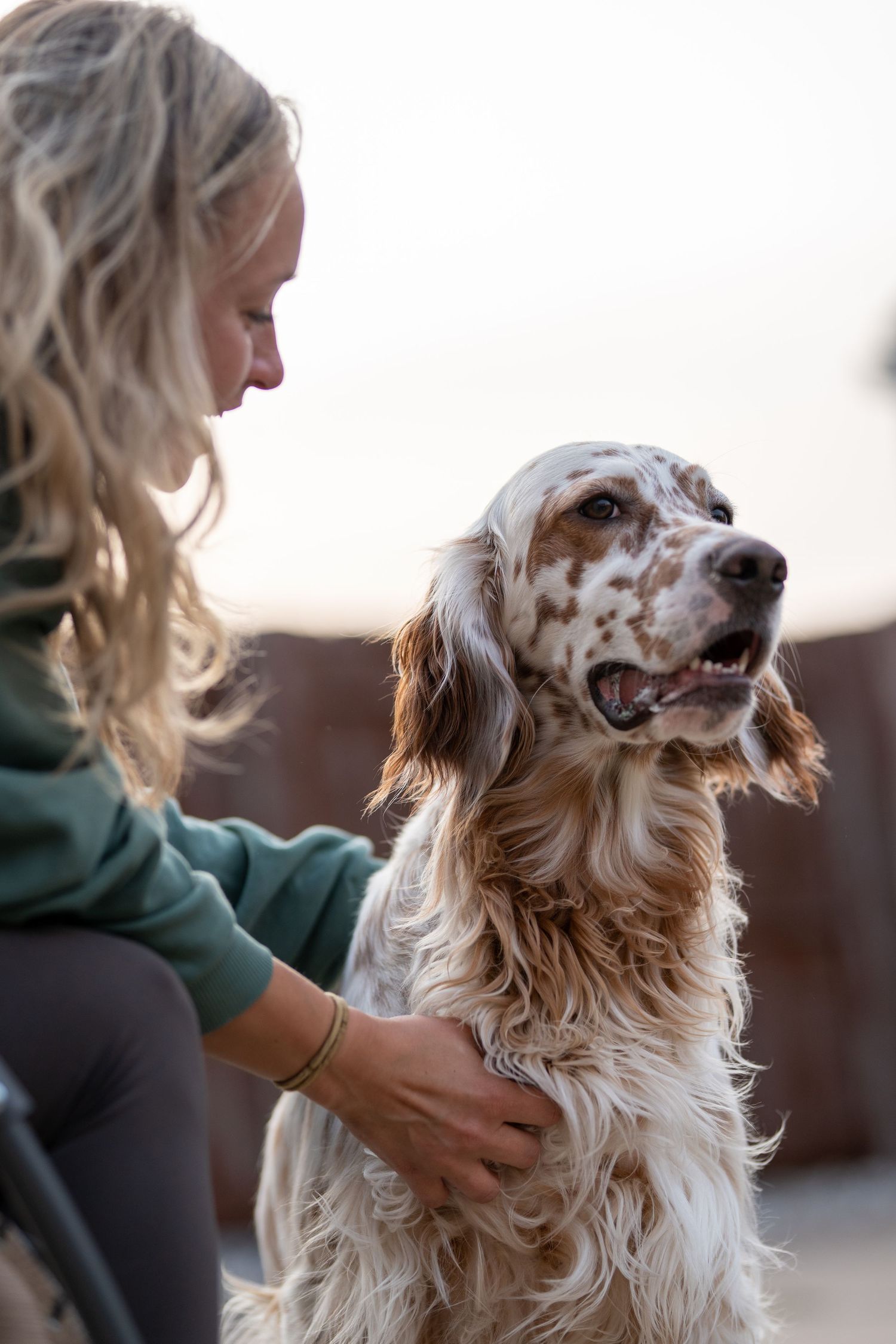 Happy English Setter