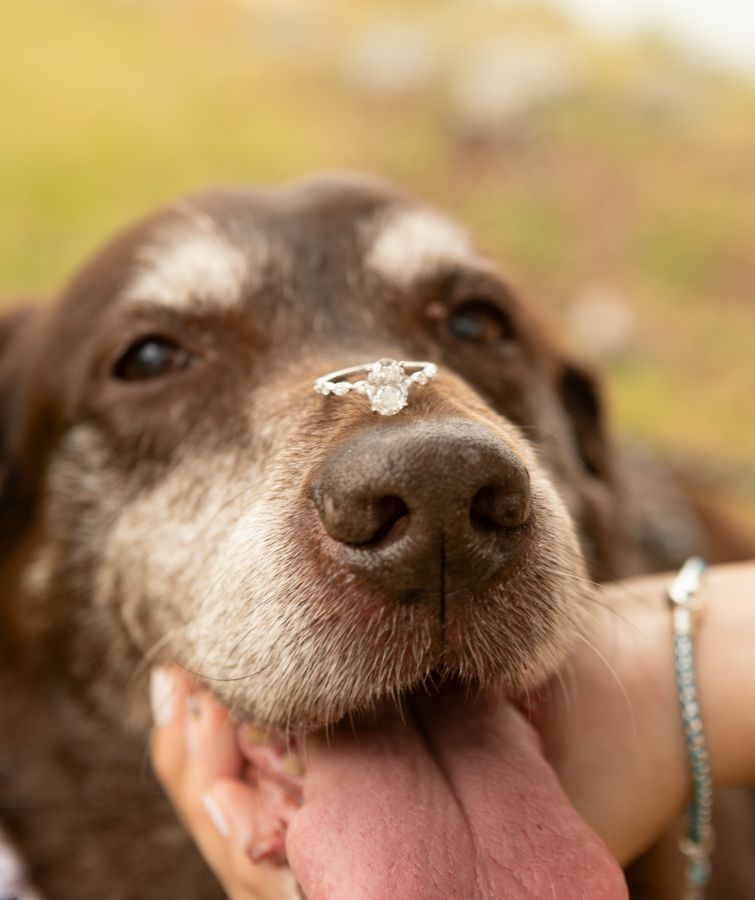 engagement ring on happy dogs nose