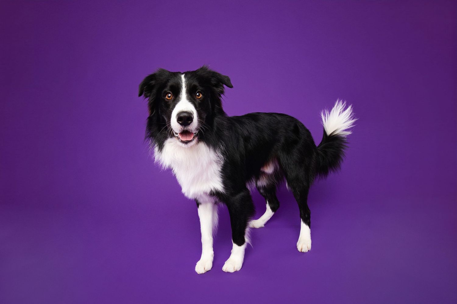 Border Collie dog poses in seven different positions against a purple background showing playful and alert expressions.