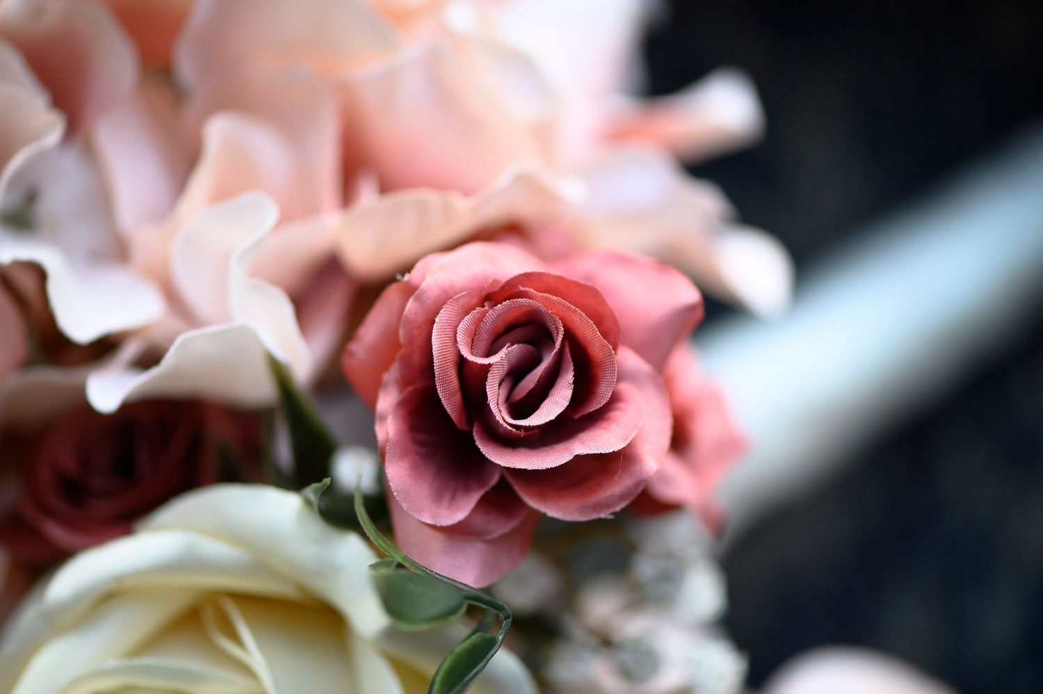 A delicate pink rose bloom with soft petals unfolds against a dark background in macro detail. wedding photos in alpharetta, GA