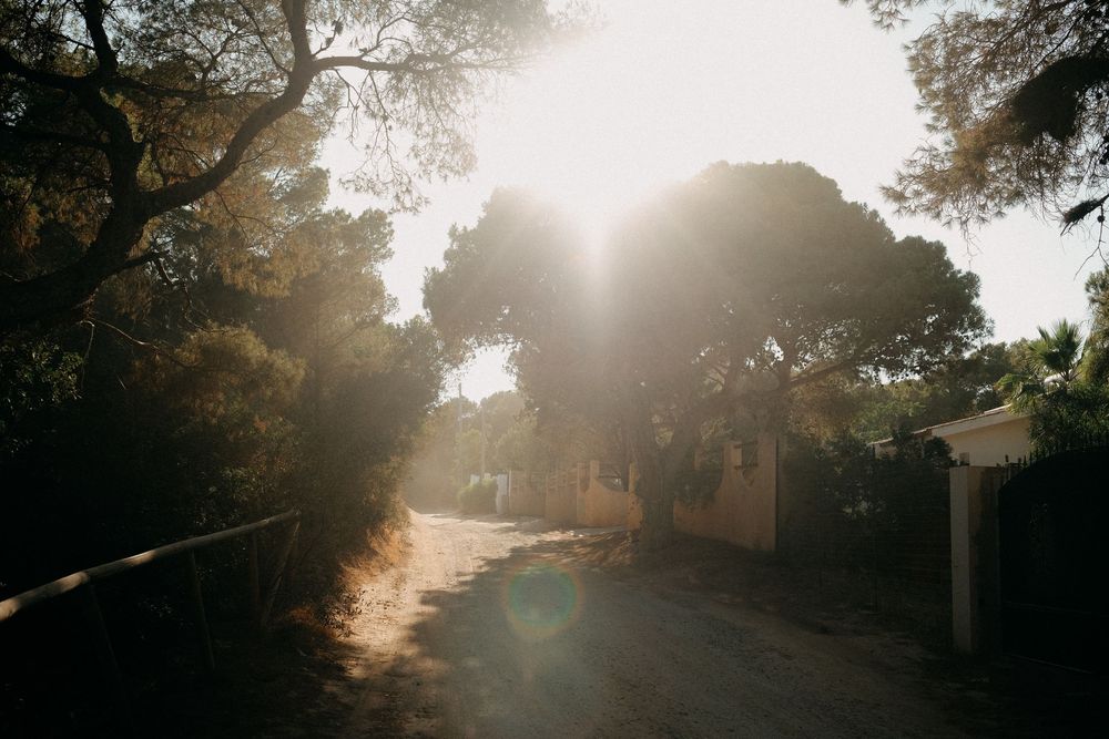 Sunlit tree-lined path with dramatic lens flare creating a moody atmosphere.
