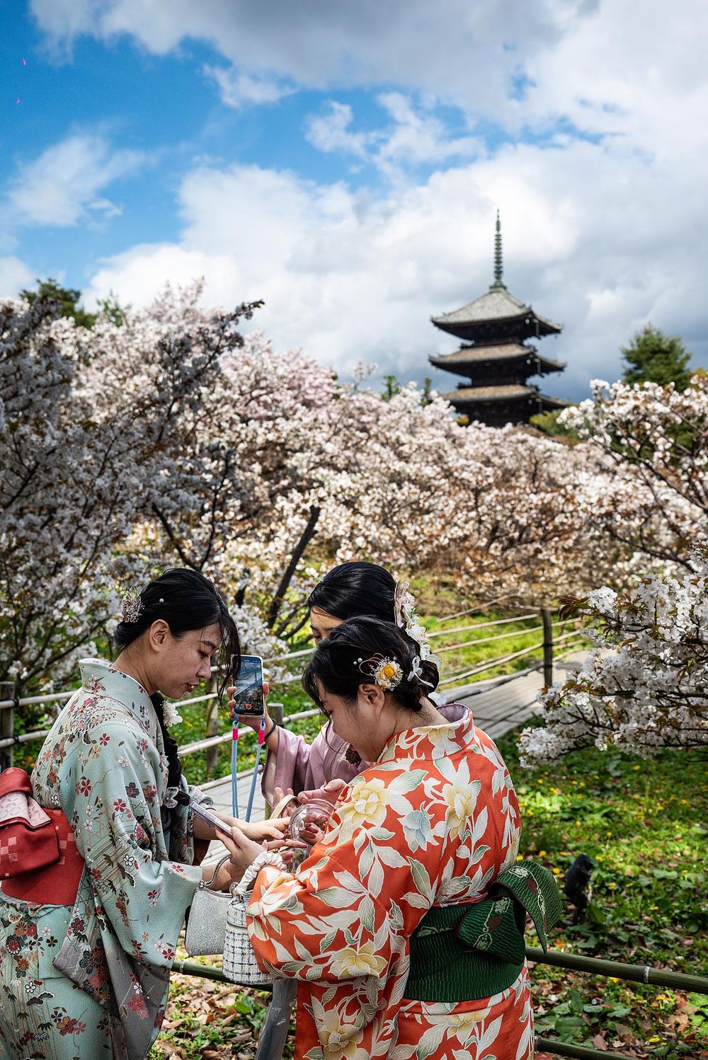 Three women in colorful kimonos admire cherry blossoms with a traditional Japanese pagoda in the background.