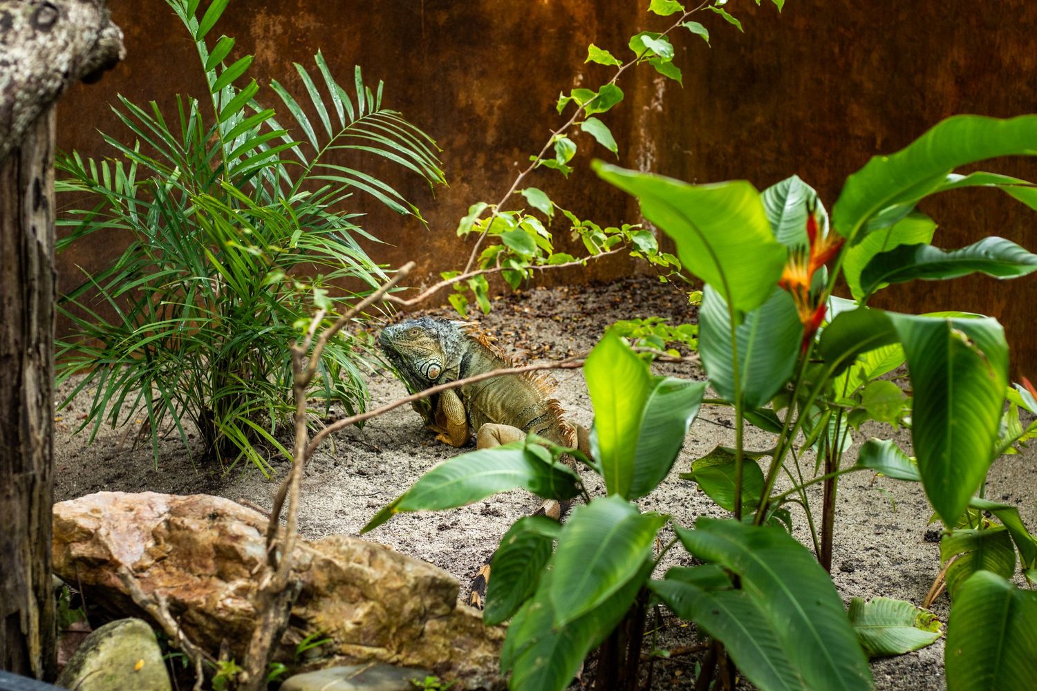 A large iguana rests among tropical plants and rocks in a lush terrarium habitat.