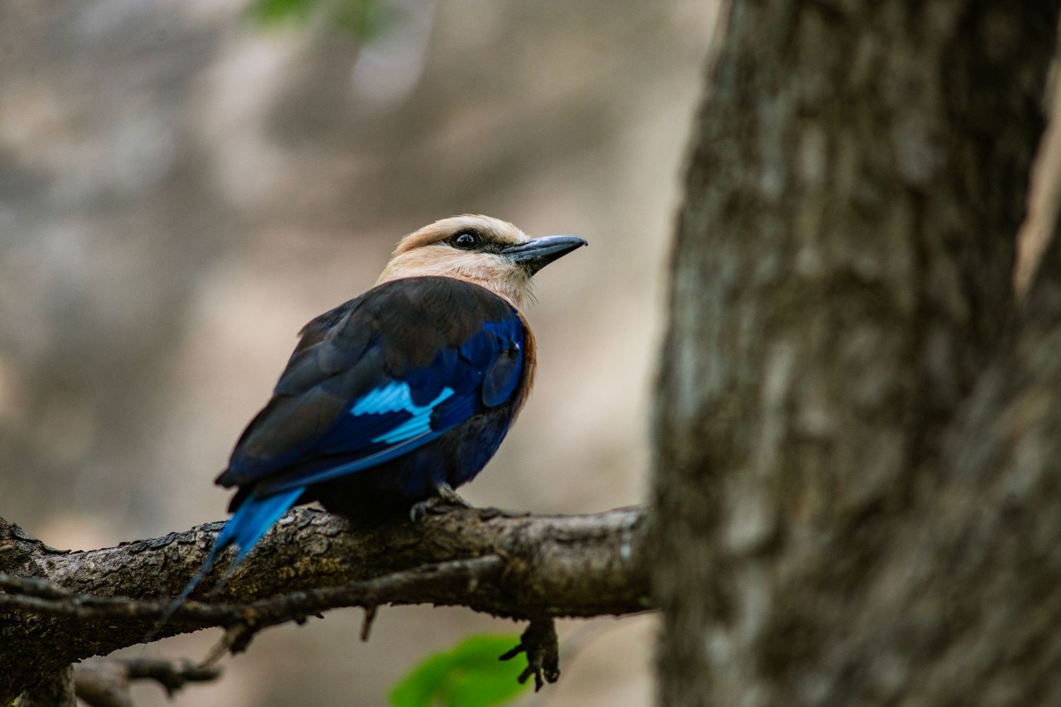 A vibrant blue and white roller bird perched on a tree branch in a natural woodland setting.