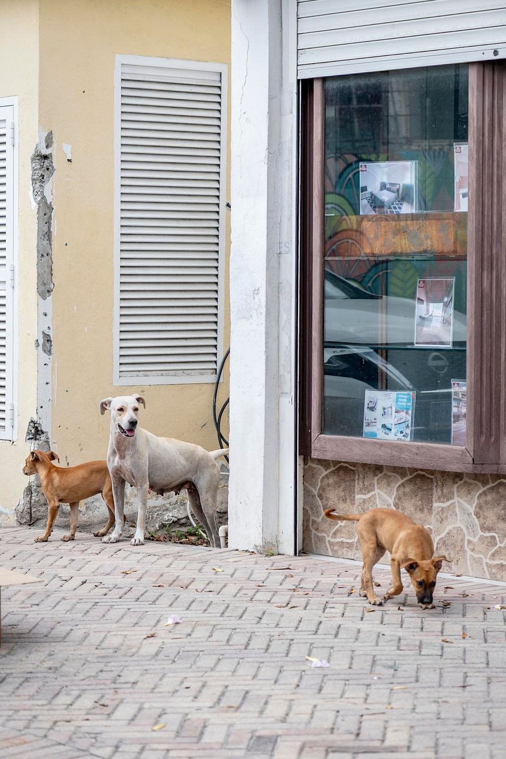 Three stray dogs loitering outside a storefront on a cobblestone street in a tropical town.