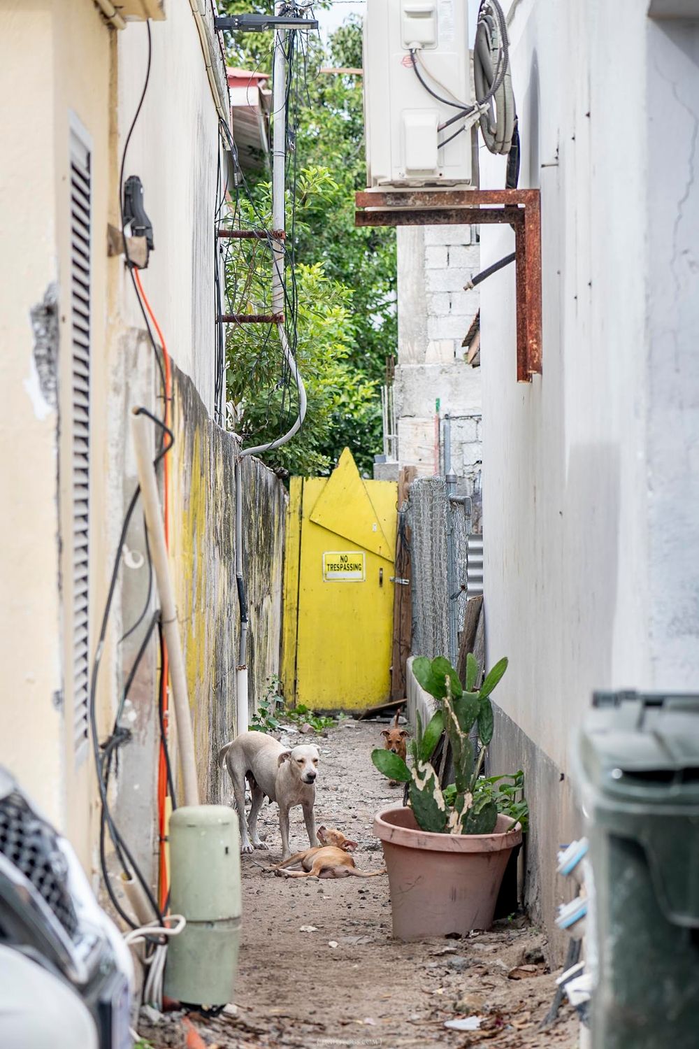 A stray dog stands in a narrow urban alley with potted plants and a yellow gate in the background.