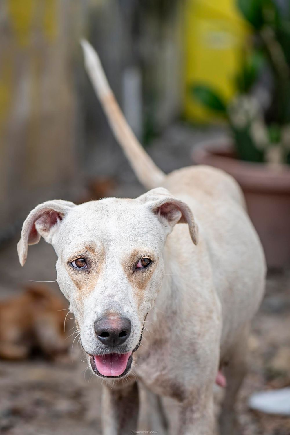 A friendly white dog with floppy ears and pink tongue stands outdoors near potted plants.