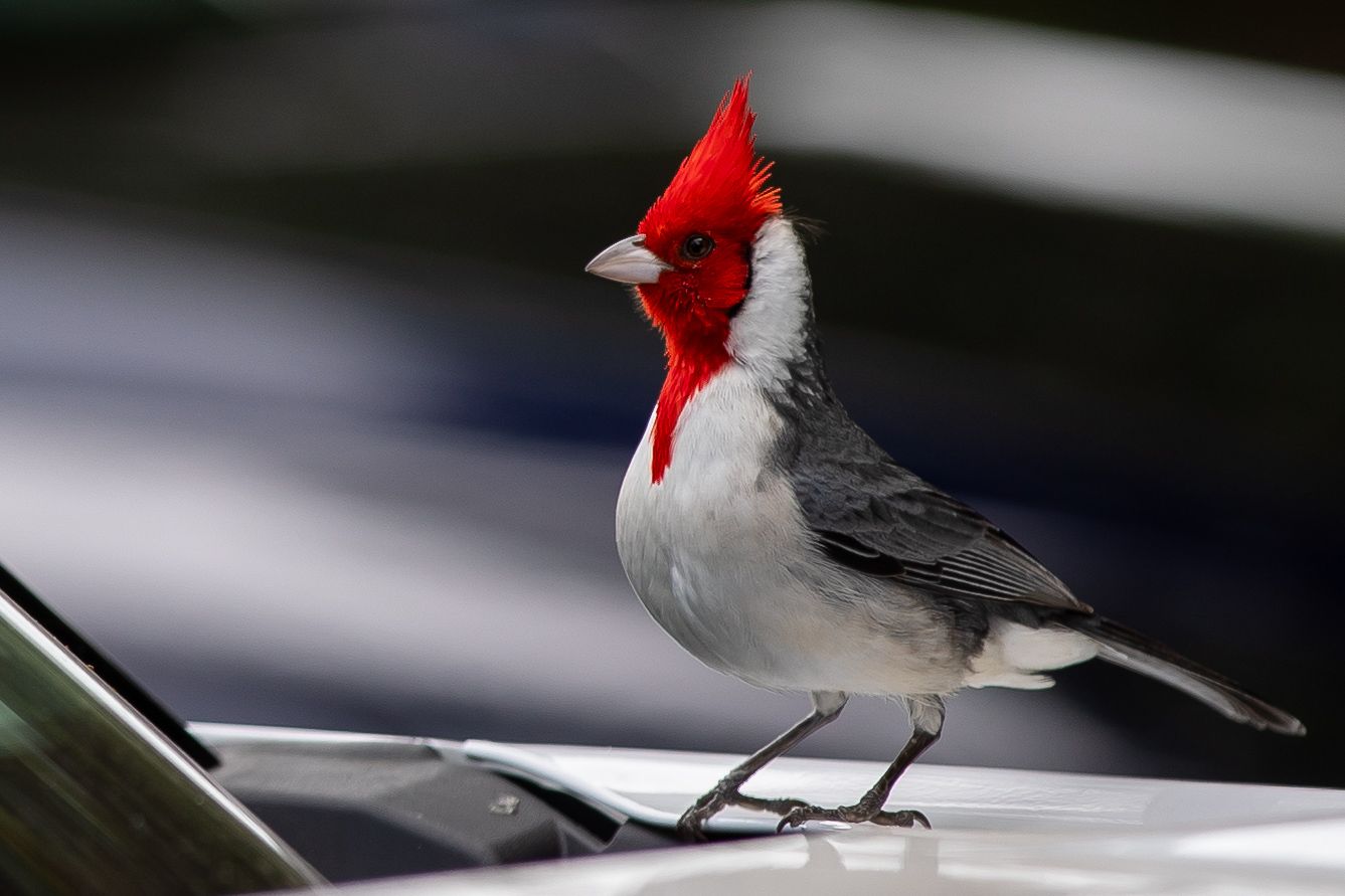 A vibrant red-crested cardinal bird perched on a car roof, showcasing its striking red head and gray-white plumage.