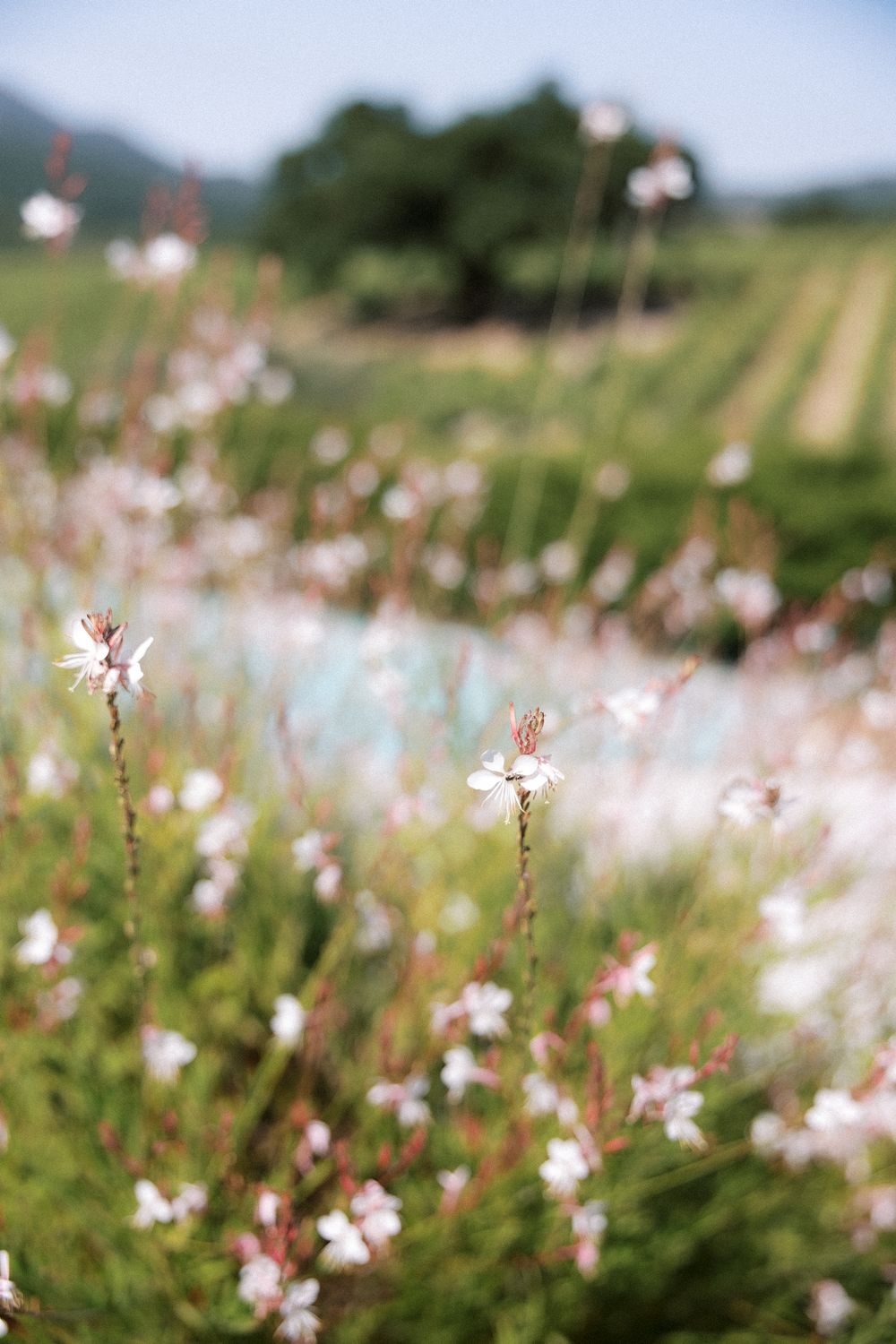 Casa de Palmela wedding venue surrounded by nature in Portugal