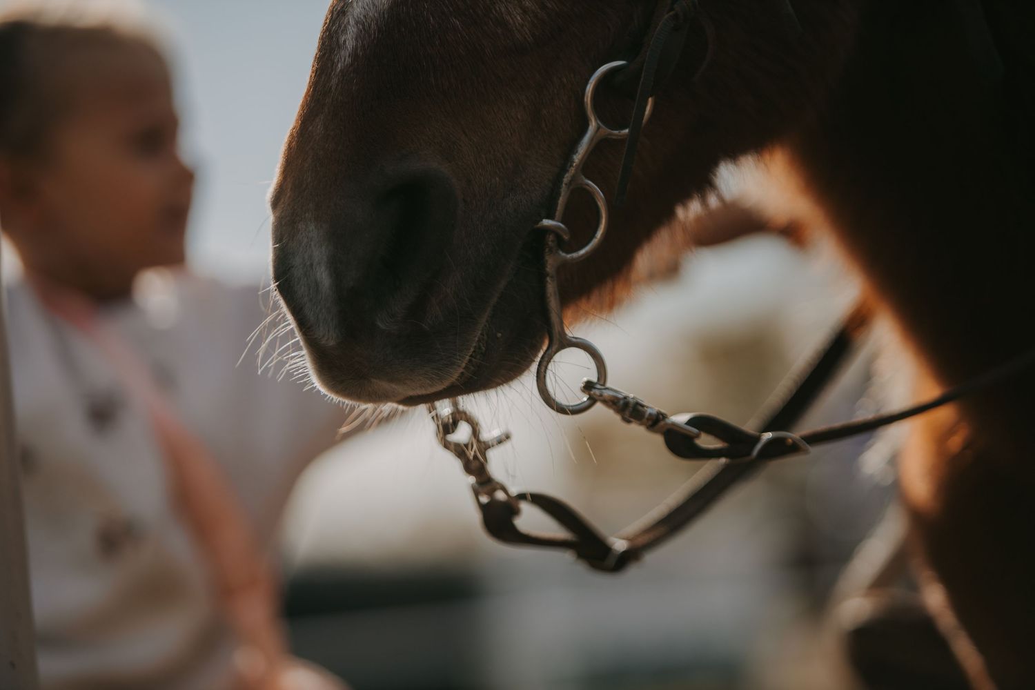 Close-up of horse's muzzle with bridle during golden hour.