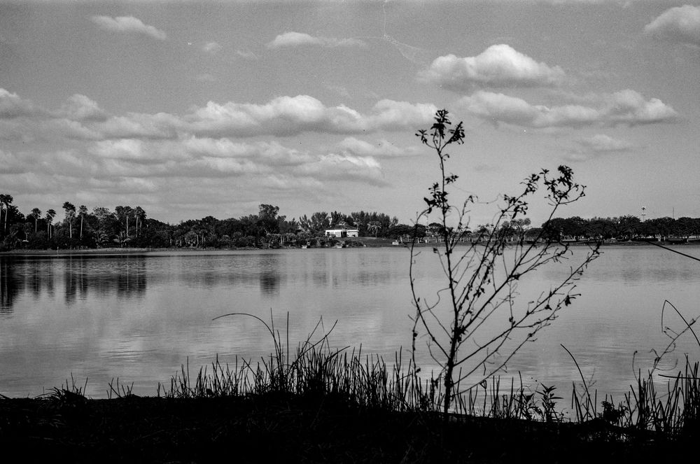 Silhouette of dried plants against a serene lake landscape in black and white.