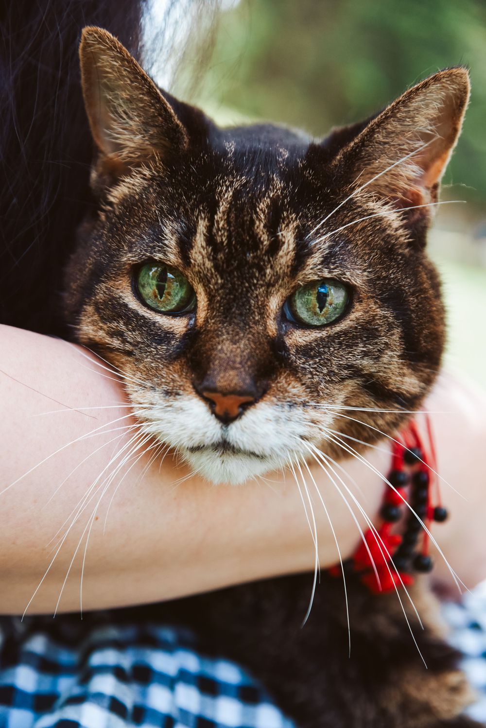 Close-up sequence of a brown and white cat with striking green eyes wearing a red collar.