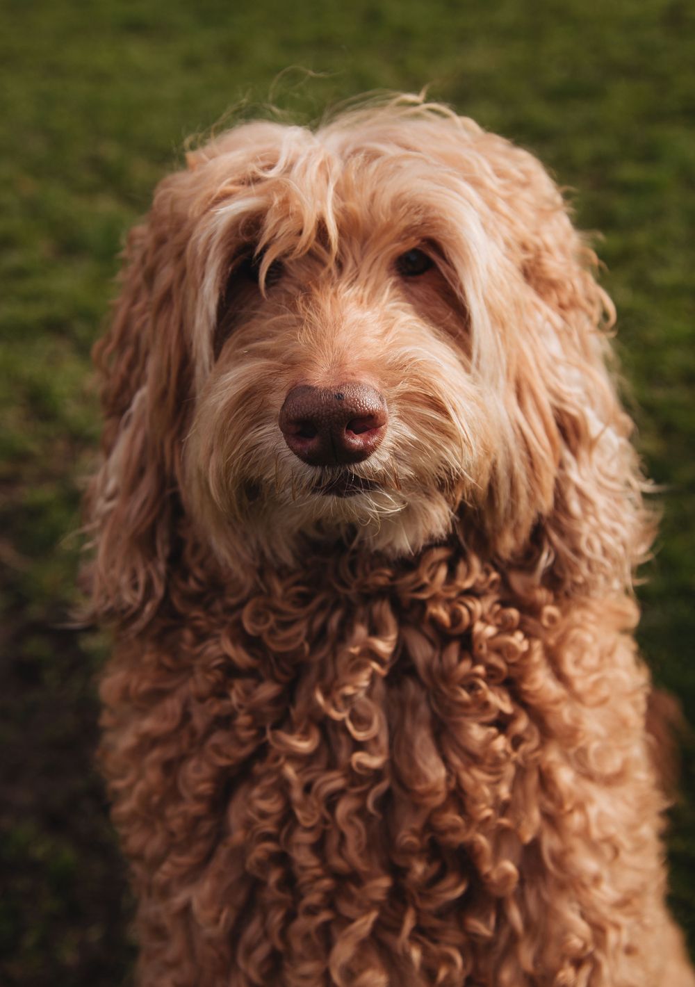 Close-up portrait of a curly-haired goldendoodle dog with a happy expression.