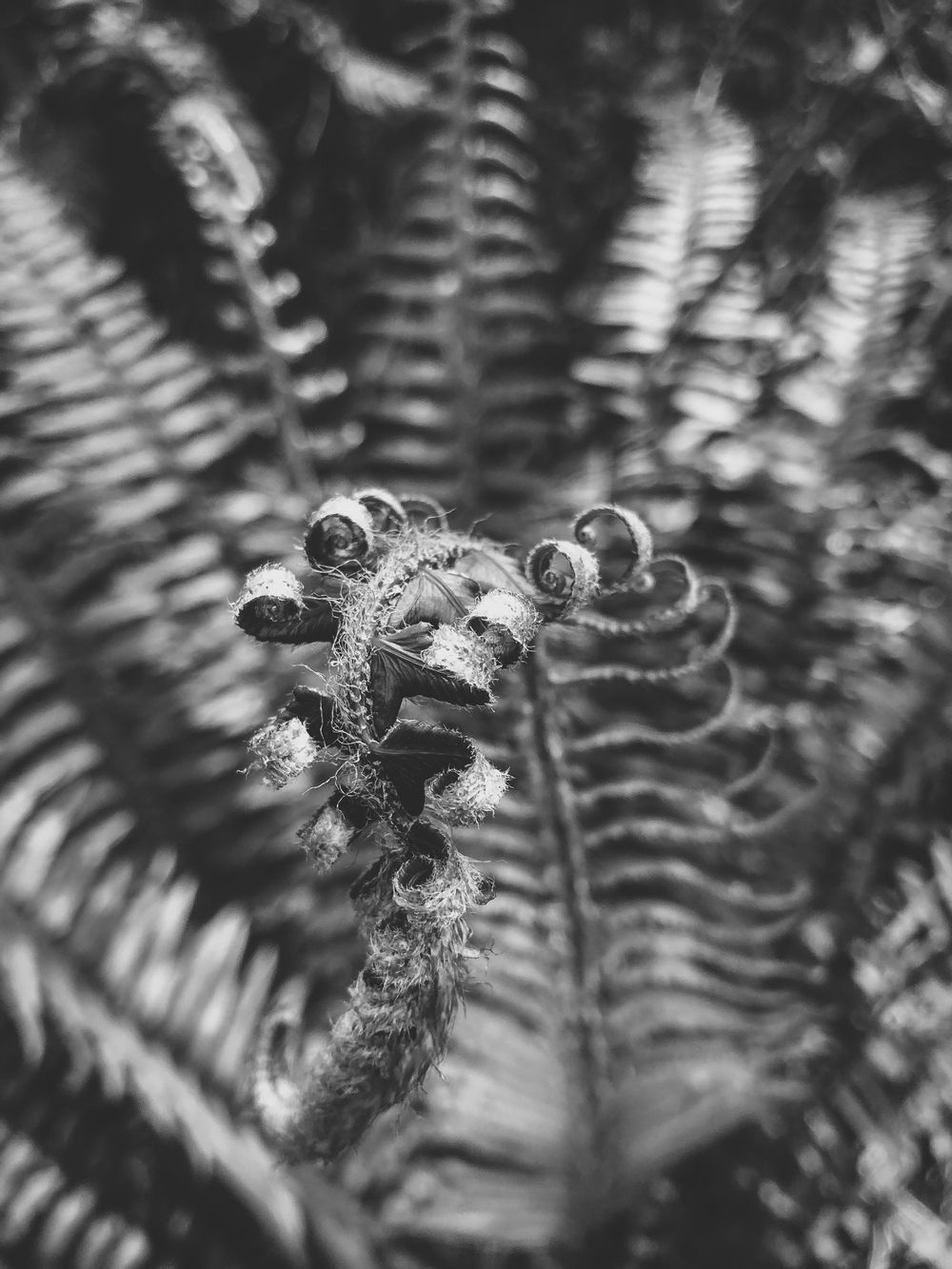 Black and white macro photograph of fern fronds with delicate curled tips.