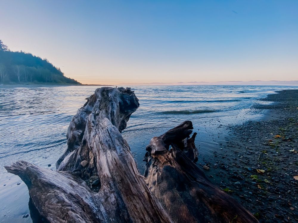 Driftwood logs scattered along misty Pacific Northwest coastline at sunset.