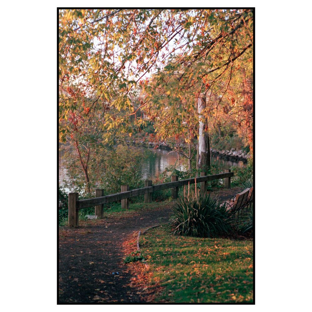 Autumn trees with orange leaves hang over a peaceful park path with a wooden fence beside a tranquil pond.