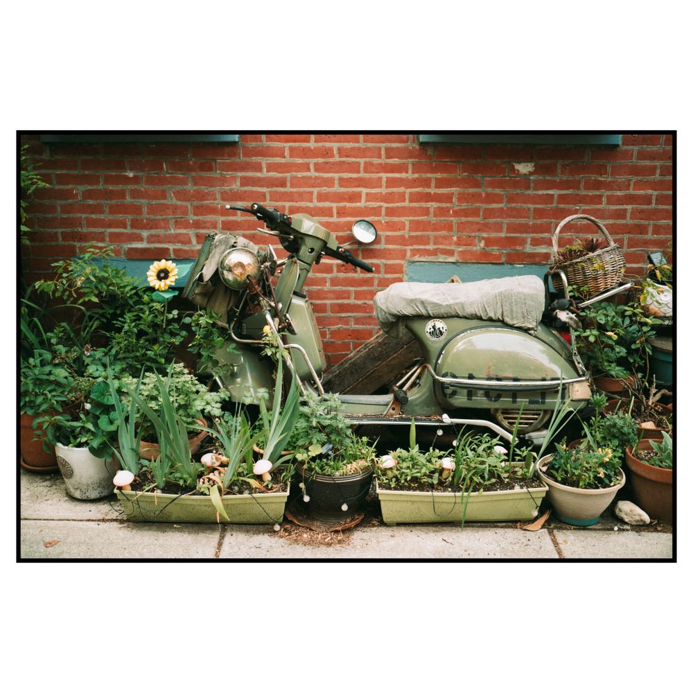 Vintage scooter parked against brick wall surrounded by potted plants and flowers in garden setting.