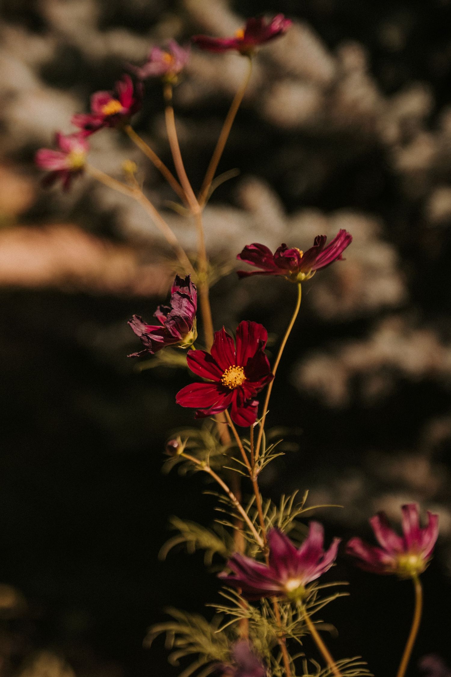 Small wedding. Small weddings in New Mexico. Intimate wedding venues. Albuquerque Garden Center weddings. Intimate venue. ABQ Garden Center.