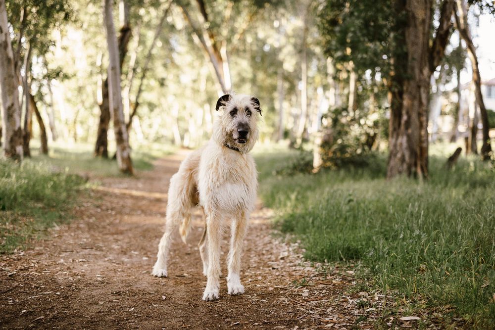 A large cream-colored mixed breed dog stands on a dirt trail in a sunlit forest setting.