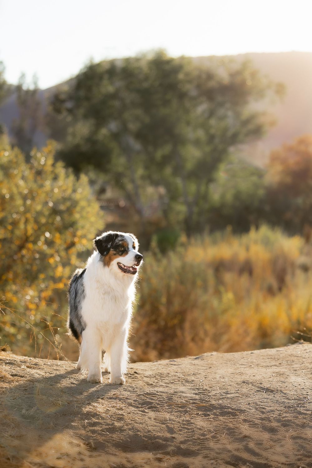 Australian Shepherd dog stands confidently on dirt trail with golden autumn foliage and sunset light in background.