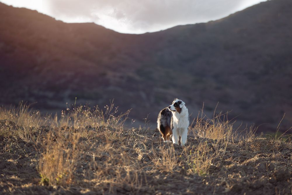 Dog walks alone on a mountain trail at dusk with dry grass and dark hills in the background.