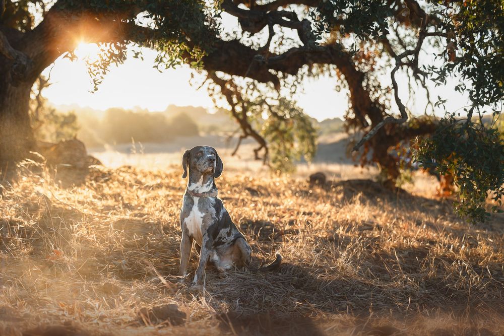 A Weimaraner dog sits attentively in a golden sunlit field beneath an oak tree during sunset.