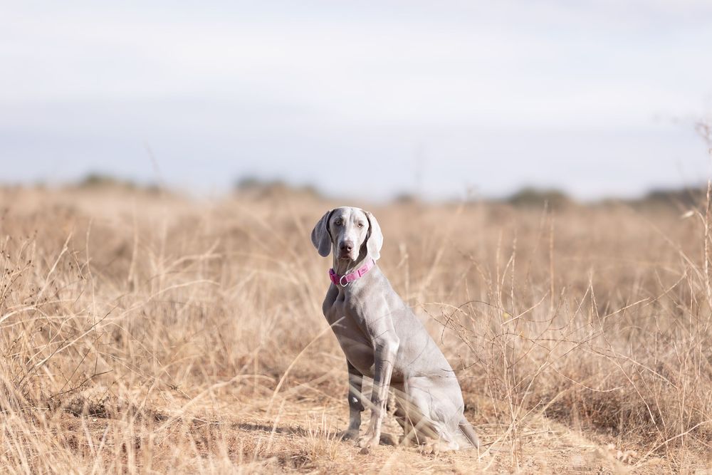 A Weimaraner dog sits attentively in a golden field of dried grass during autumn.