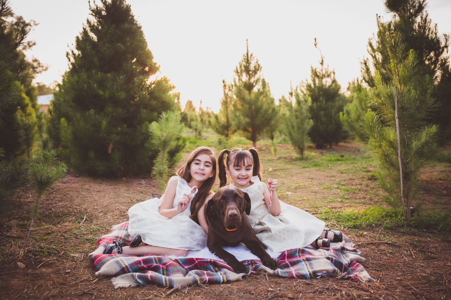 Two children in white dresses sit on blankets with a brown dog at a Christmas tree farm during golden hour.
