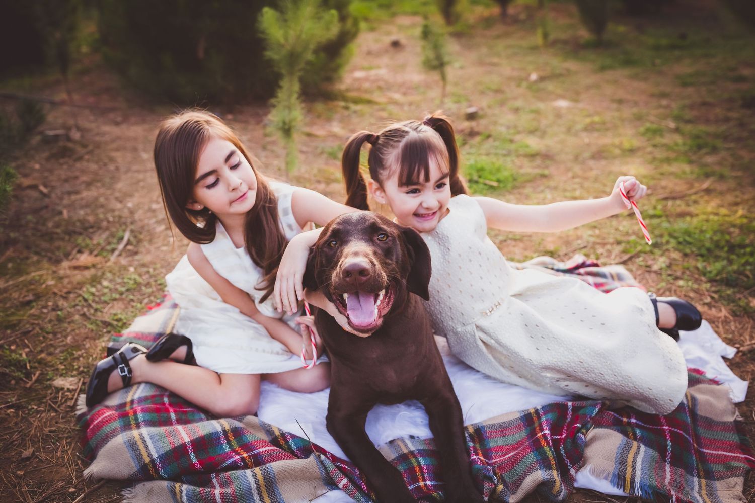 A happy chocolate Labrador sits on a plaid blanket outdoors with companions enjoying a sunny afternoon.
