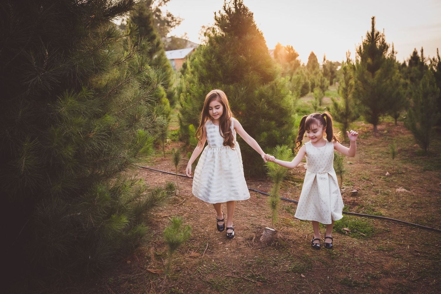 Two children in white dresses hold hands while walking together through an evergreen forest at sunset.