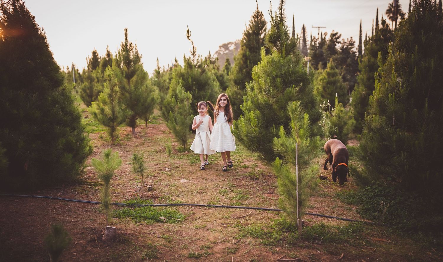 Children walking along a dirt path between rows of pine trees during a rustic outdoor photo shoot.