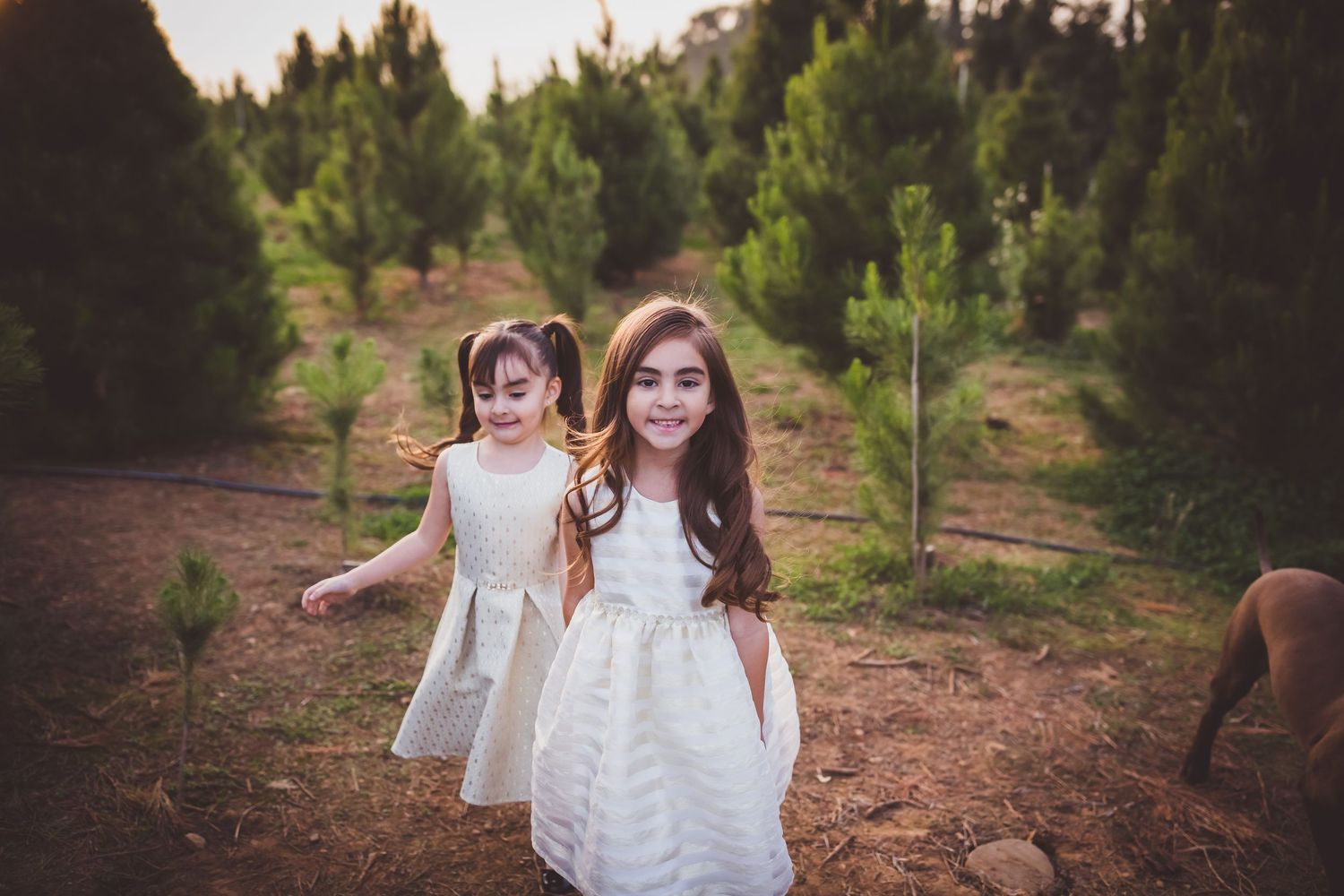 Two children in matching white dresses walk through a rustic pine tree forest during a sunny afternoon photo session.