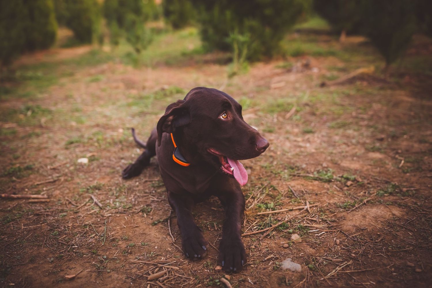 Happy chocolate brown Labrador puppy with pink tongue resting on dirt ground in outdoor setting.