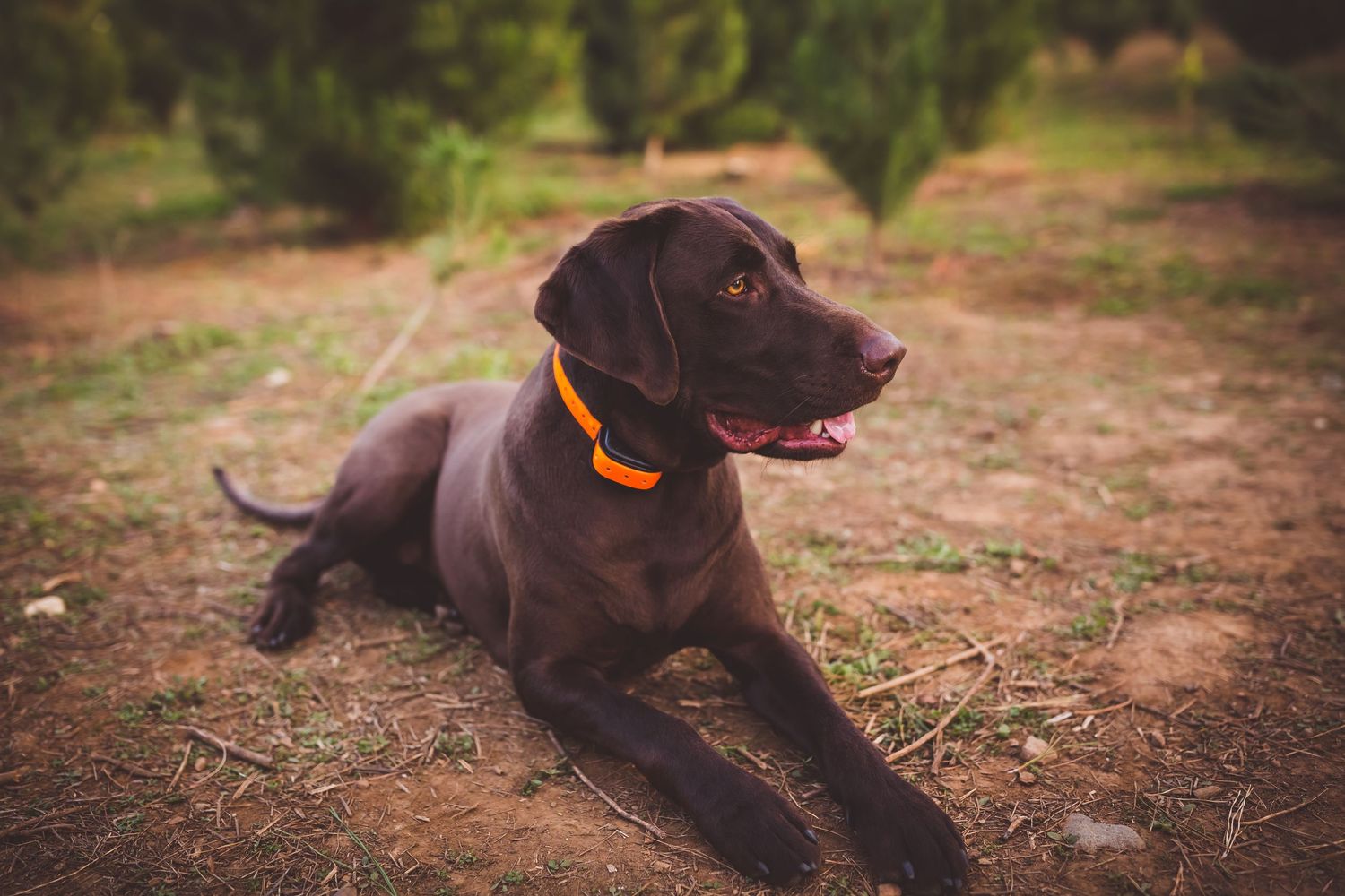 A chocolate Labrador retriever wearing an orange collar rests peacefully on rustic ground in warm outdoor lighting.