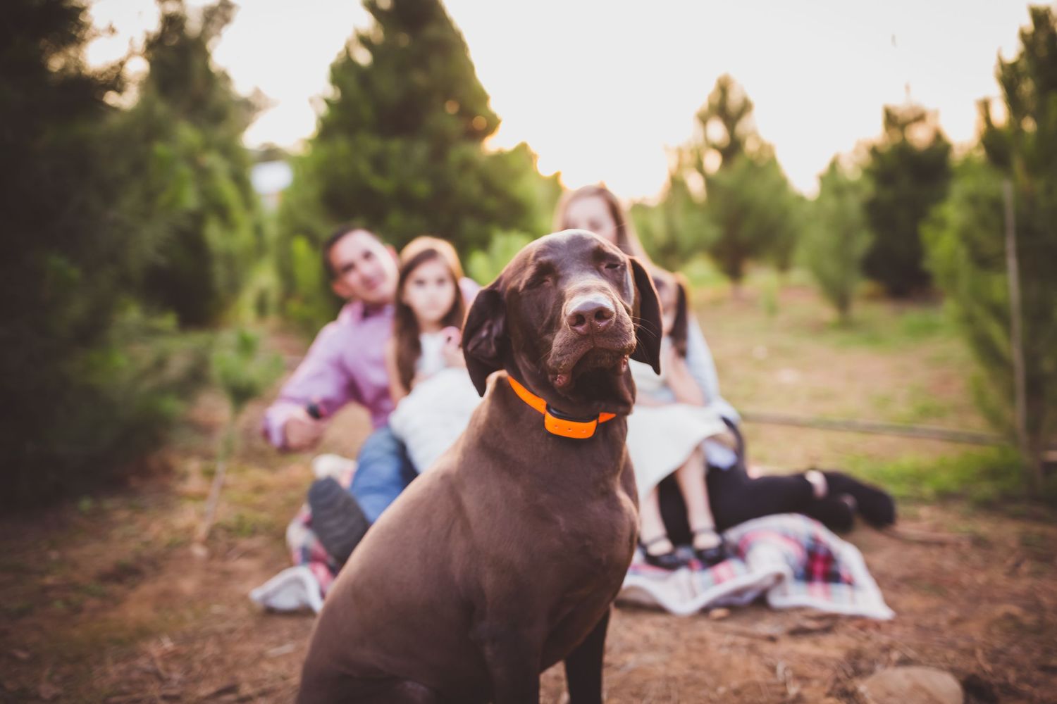 Brown dog with orange collar sits at Christmas tree farm while people relax on blanket in background.