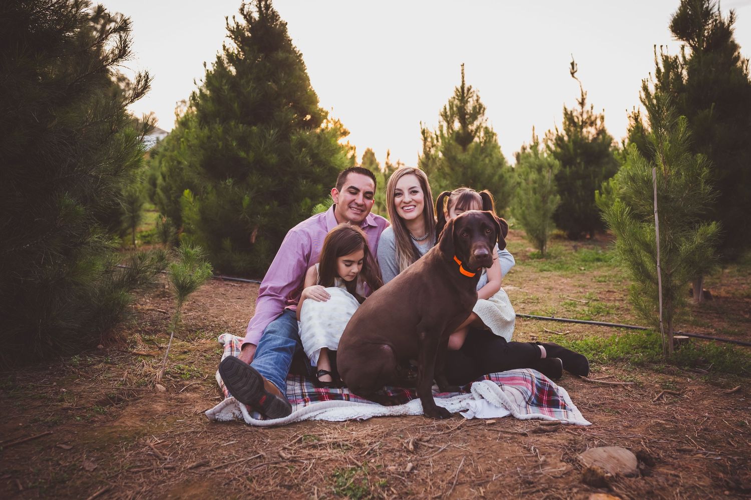 A group sits on a blanket with a large brown dog among pine trees in an outdoor setting.