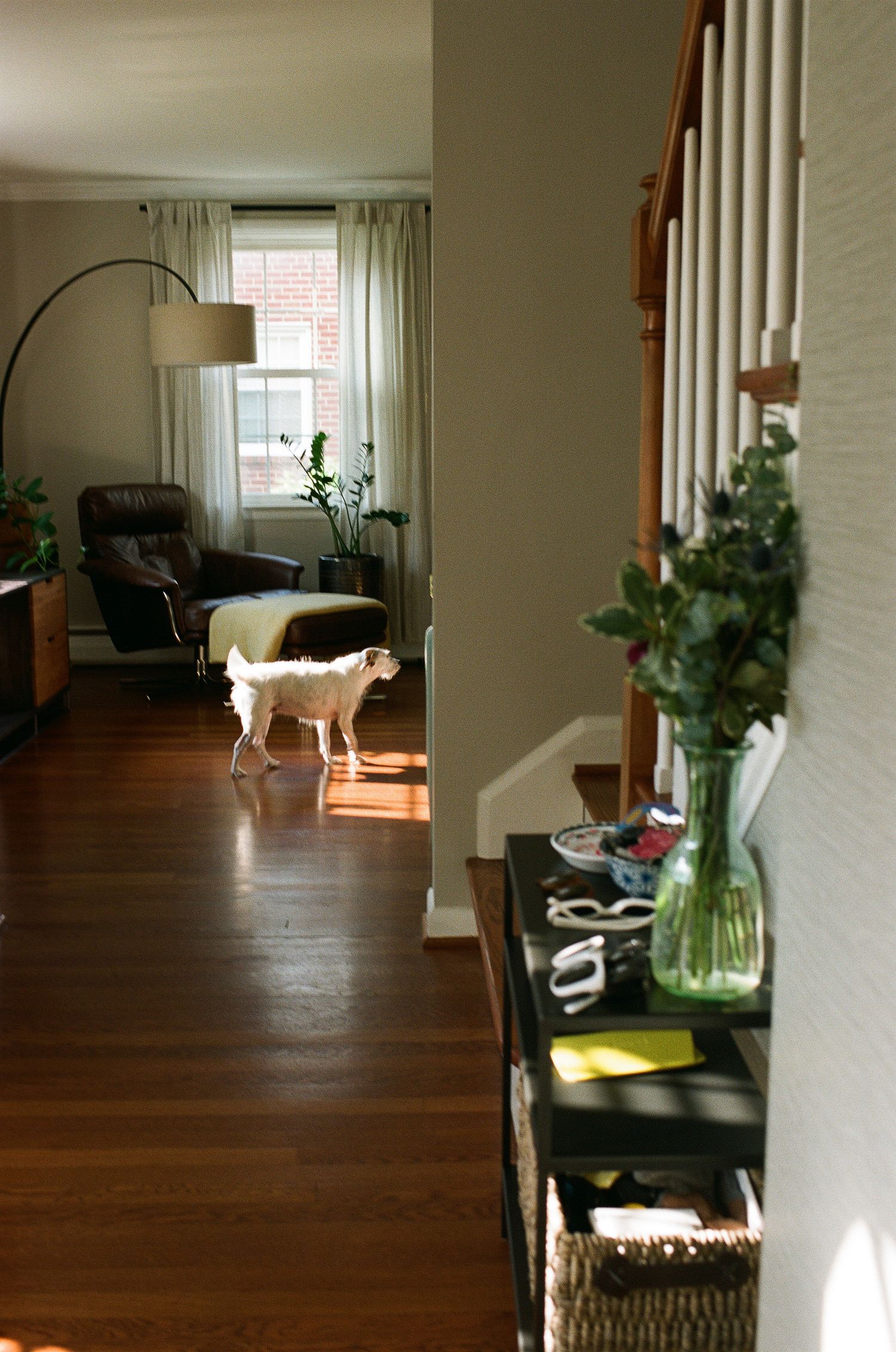 Interior view of a cozy living room with hardwood floors, arched floor lamp, and a white dog near sunlit windows.