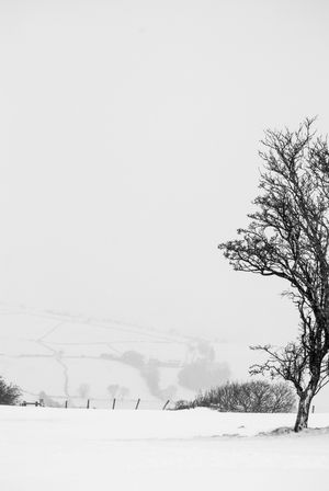 A minimalist winter landscape with bare trees silhouetted against a snowy field and overcast sky.