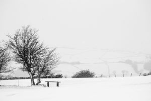Snow-covered winter landscape with bare trees and drifting snow casting long shadows in black and white.