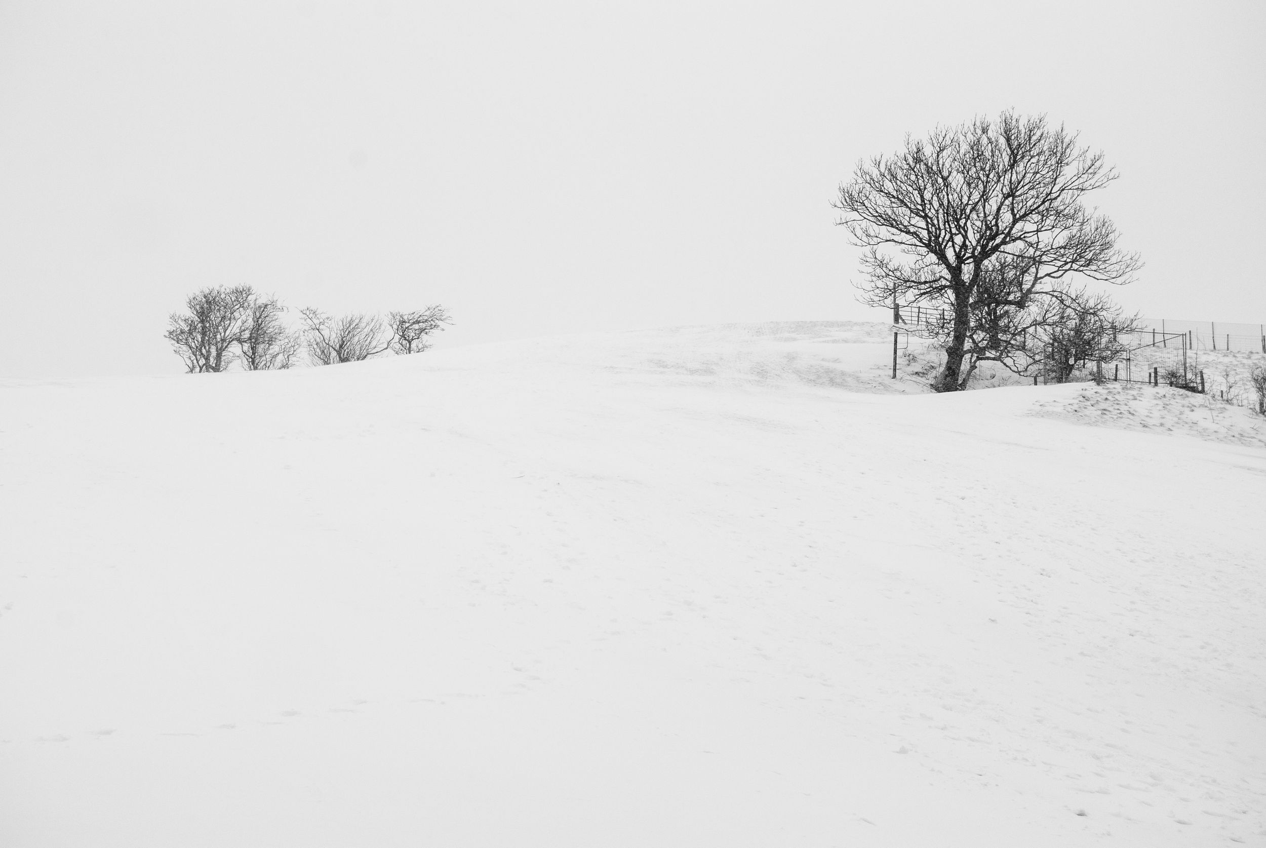 Snowy winter landscape with bare trees on a hill against a white overcast sky.