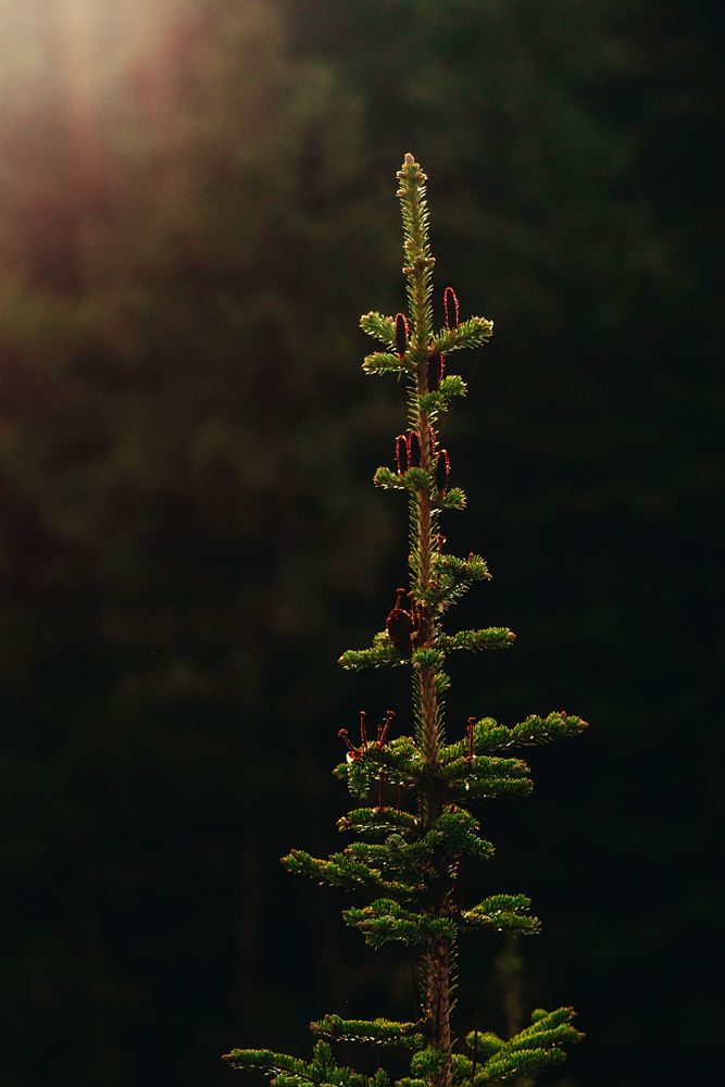 Close-up of an evergreen tree branch with backlit needles glowing in soft sunlight against a dark forest background.