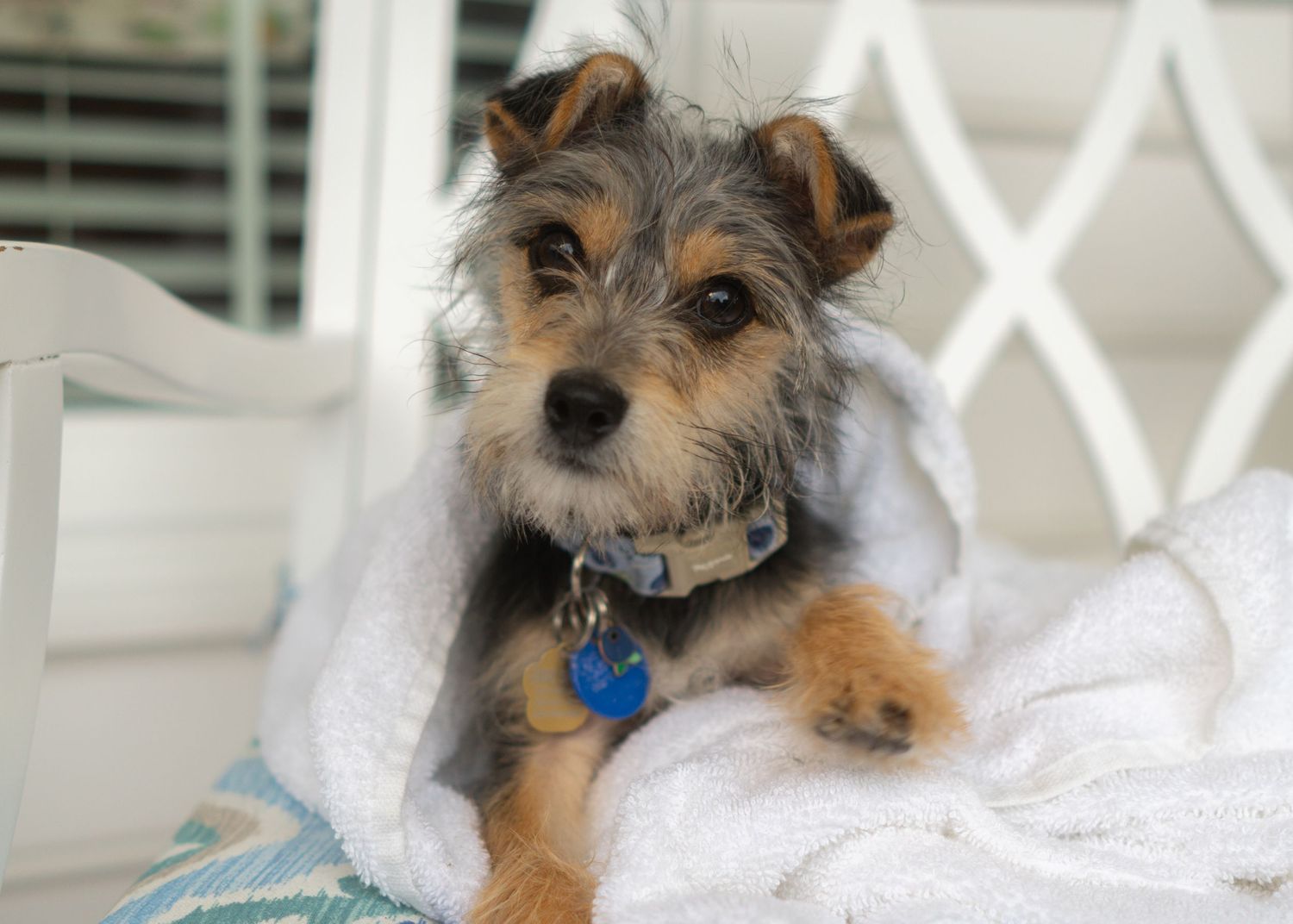 yorkie mix puppy wrapped in white towel