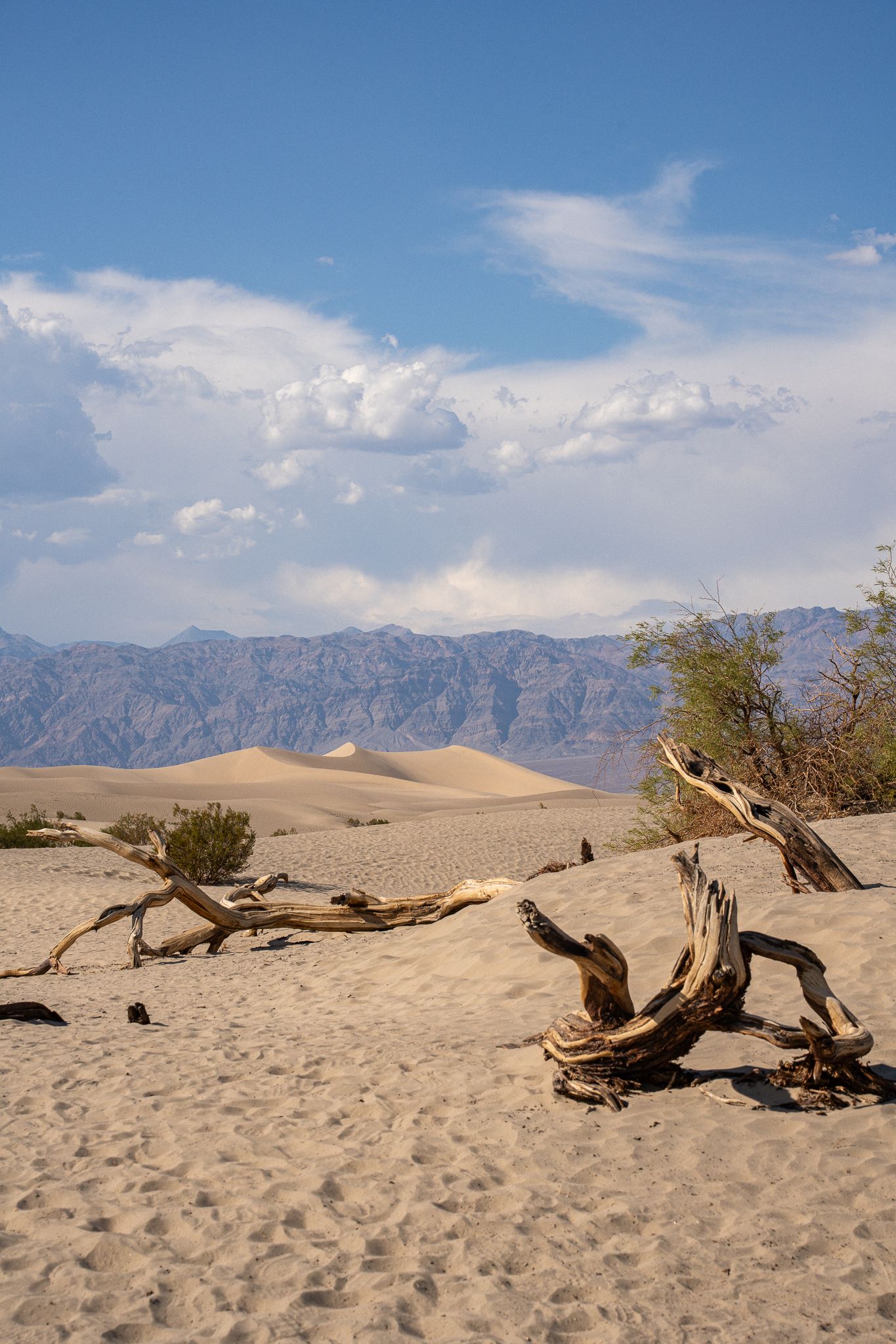 Weathered driftwood lies scattered across sand dunes with rugged mountains in the background at Death Valley National Park.